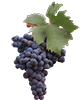 Uvas