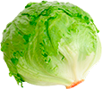 Lechuga iceberg